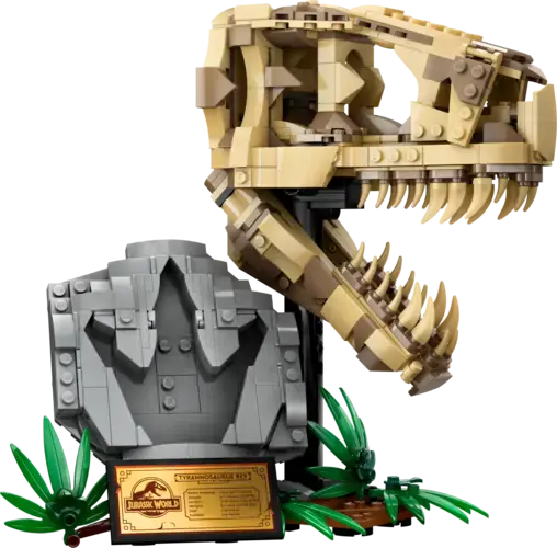 Dinosaur Fossils: T. rex Skull